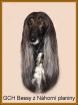 Afghanischer Windhund mit Papiere